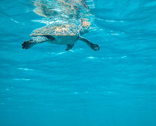 View of swimming underwater