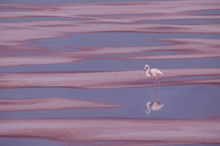 VIEW OF BIRD ON BEACH