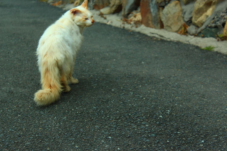 Cat standing on road