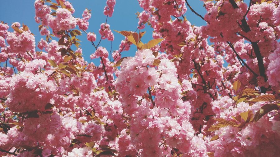 Close-up of pink cherry blossoms in spring