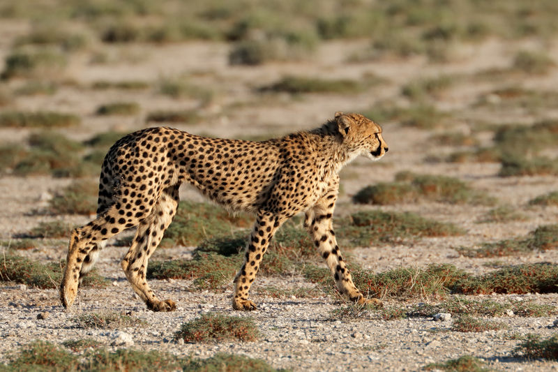 Side view of cheetah walking on field