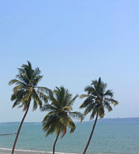 Palm trees at beach against clear sky