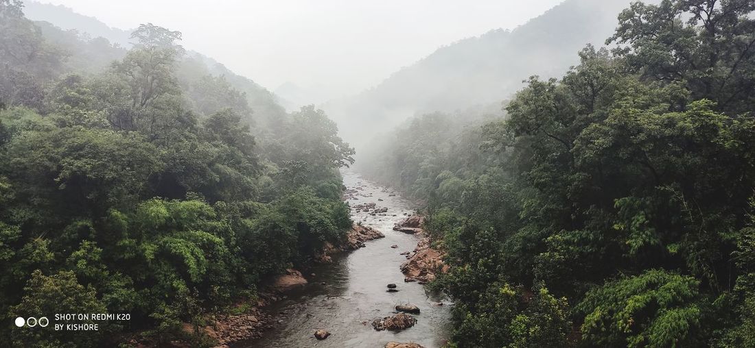 Scenic view of forest during rainy season