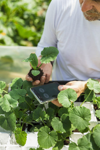 Farmer with smart phone examining zucchini seedlings in greenhouse