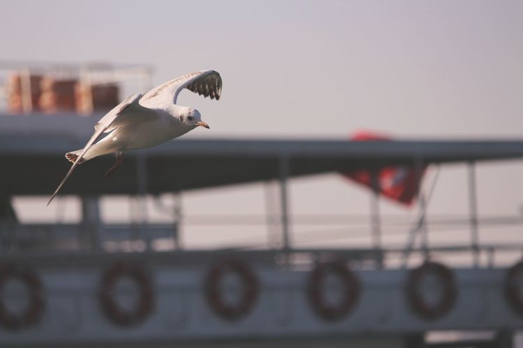 Seagull flying in the sky at seabus