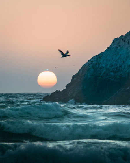 Bird flying over sea against sky at sunset