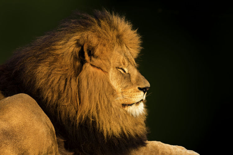 Close-up of lion against black background