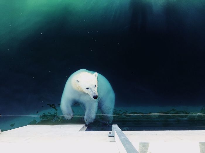 Polar bear swimming in the zoo in summer