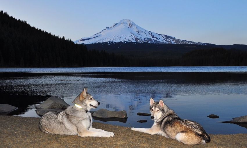 Siberian huskies resting lakeshore by snowcapped mountain against sky at dusk
