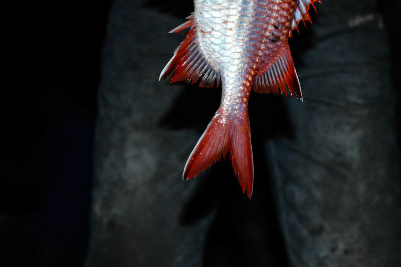 High angle vie of fish tail