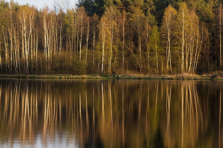 Scenic view of lake in forest