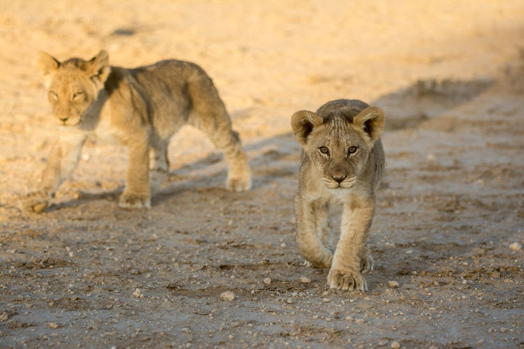 Two lion cubs  walking