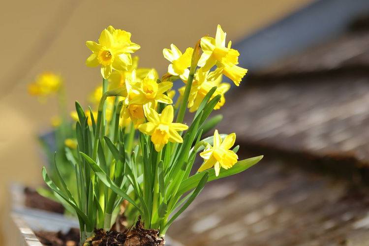 Close up of an arrangement of blooming jonquil flowers