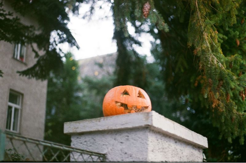 View of pumpkin on stone wall during halloween