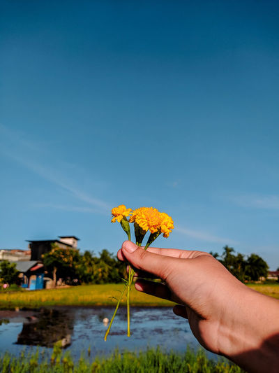 Cropped hand holding yellow flowering plant against sky