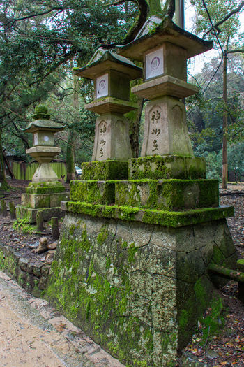 View of old building by trees