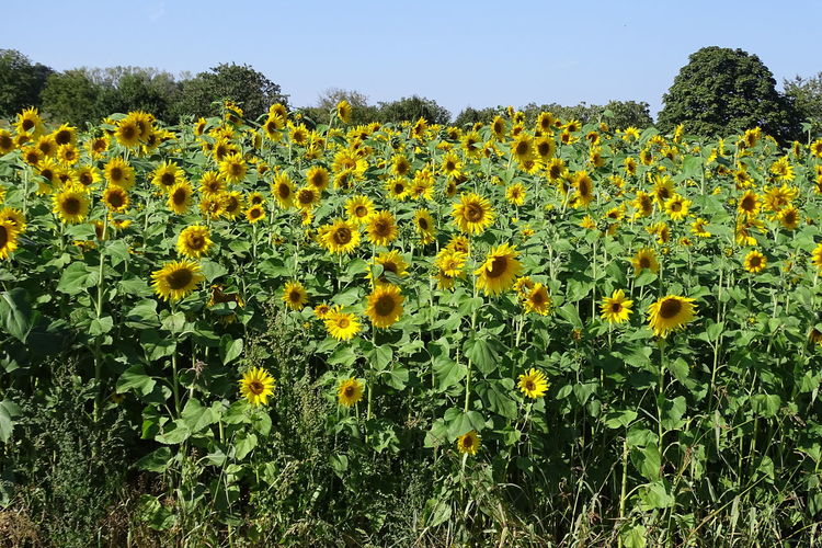 Yellow flowering plants on field against sky