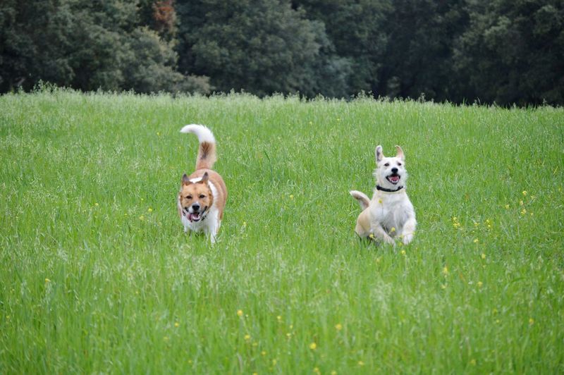 Portrait of dogs running on grassy field