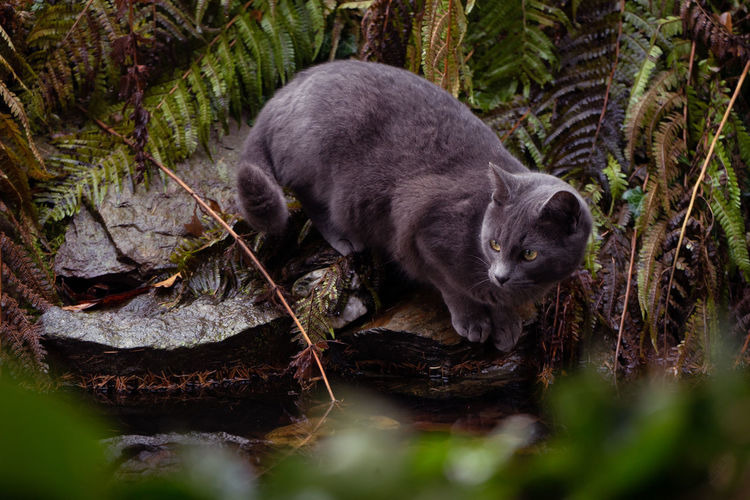 View of a cat in the forest