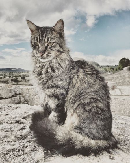 Portrait of cat sitting against sky