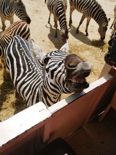 High angle view of zebra in zoo