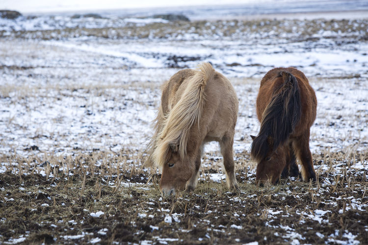 Icelandic horses on field