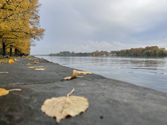 Surface level of fallen leaves in lake against sky