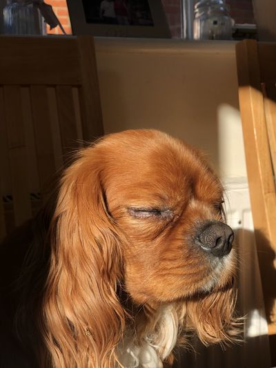 Cavalier king charles spaniel- sun and shade