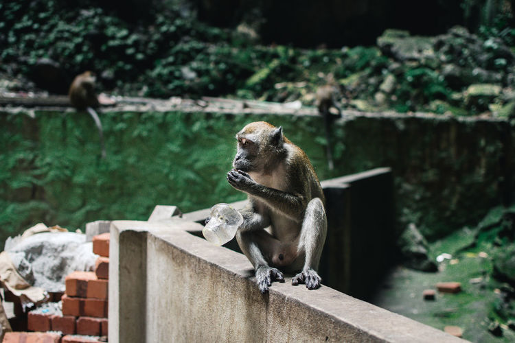 Side view of a monkey looking away