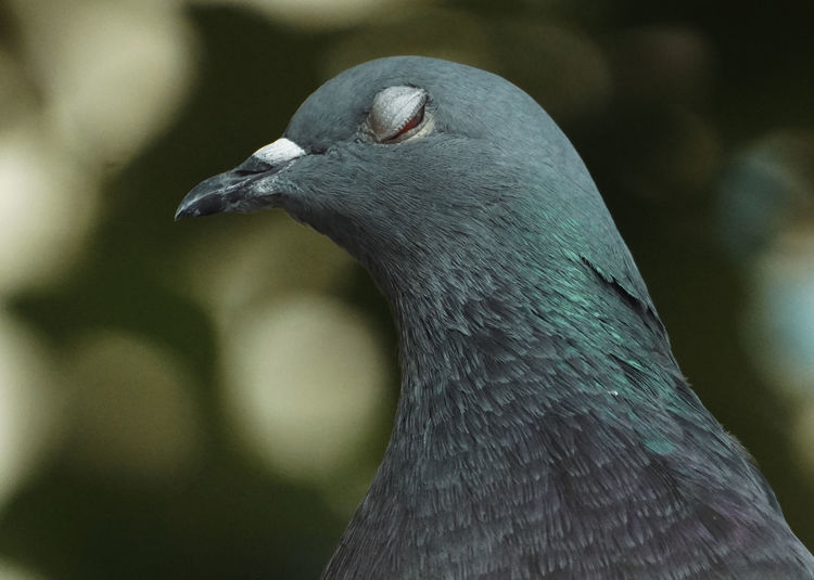 Close-up of pigeon