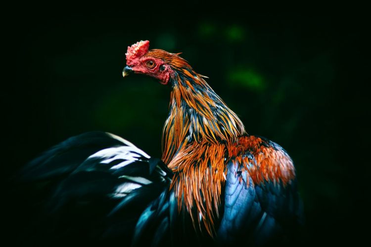 Close-up of rooster