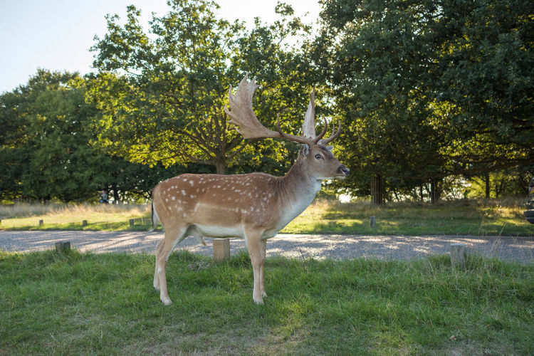 Side view of deer standing by tree