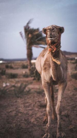 Portrait of camel standing in desert