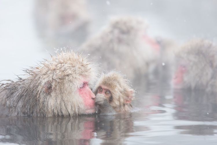 Close-up of monkeys in pond during winter