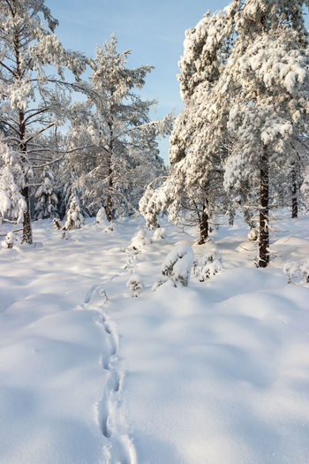 Track after a deer in winter forest