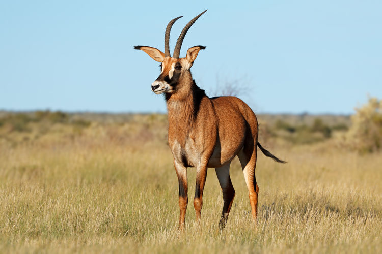 A rare roan antelope - hippotragus equinus - in natural habitat, south africa