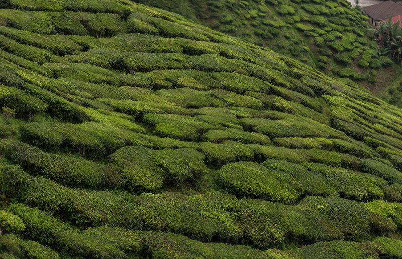 Scenic view of tea plantation