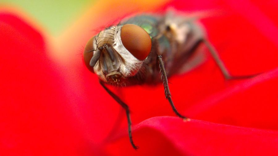 Close-up of housefly on red rose