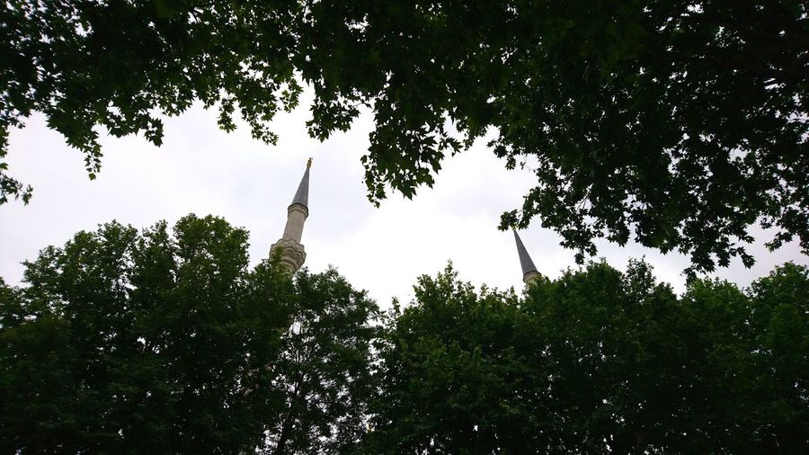 Low angle view of trees against sky