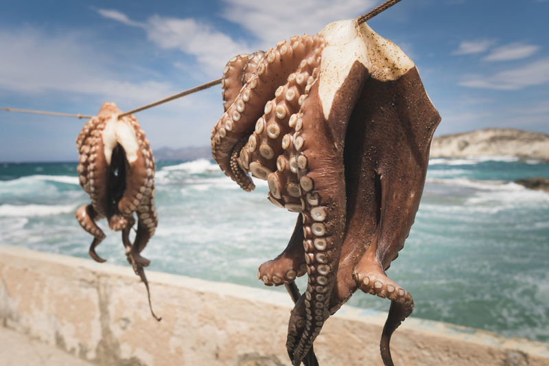 Close-up of octopus hanging at beach against sky