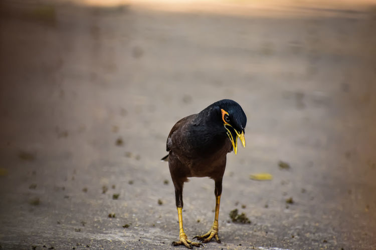 The common myna or indian myna is a member of the family sturnidae native to asia.