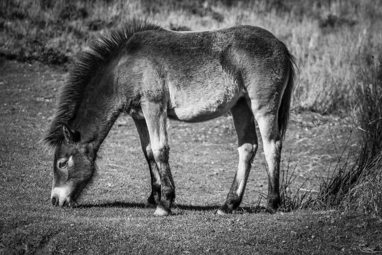 Side view of pony grazing on exmoor national park 