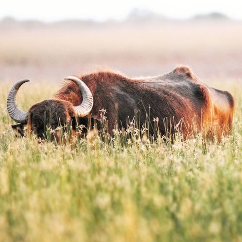 Sheep in a field