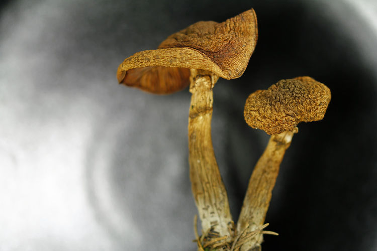 Close-up of dried mushroom growing on plant