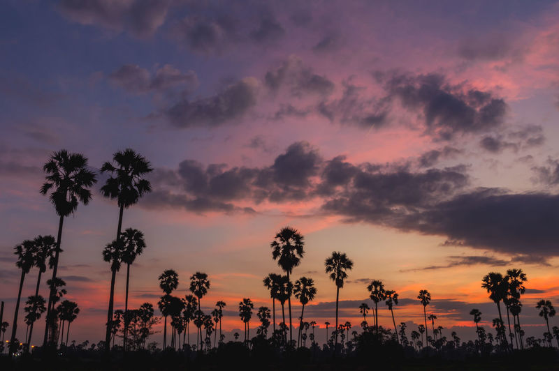 Low angle view of silhouette palm trees against dramatic sky