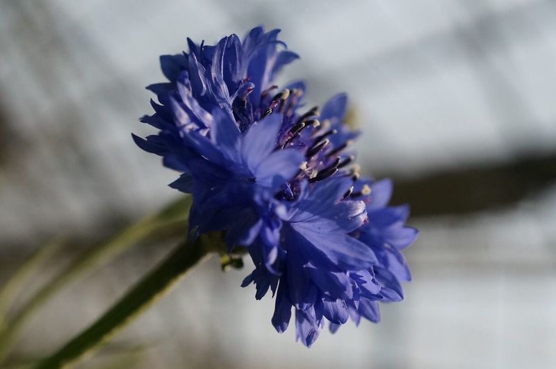Close-up of cornflower blooming outdoors