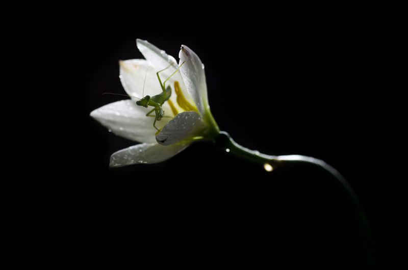Close-up of insect on white flower against black background