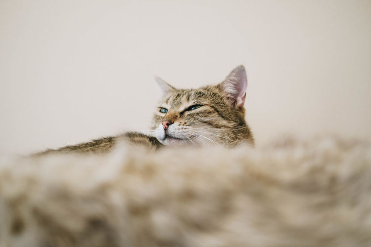 Close-up portrait of a cat against blurred background
