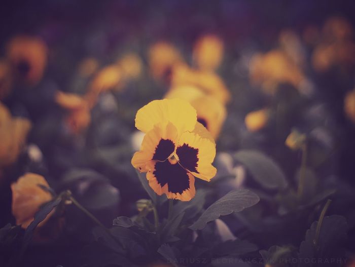 Close-up of yellow pansy blooming on plant