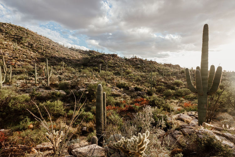 Cactus plants on landscape against sky